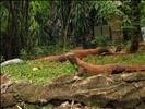 Komodo Dragons